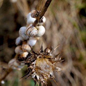 Fleur de chardon et escargots sur une branche - France  - collection de photos clin d'oeil, catégorie plantes